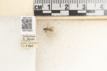 Media type: image;   Entomology 775837 Aspect: Labels
